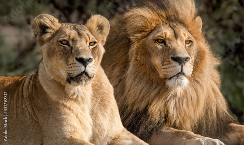 Majestic African lion couple loving pride of the jungle - Mighty wild animal in nature, roaming the grasslands and savannah of Africa