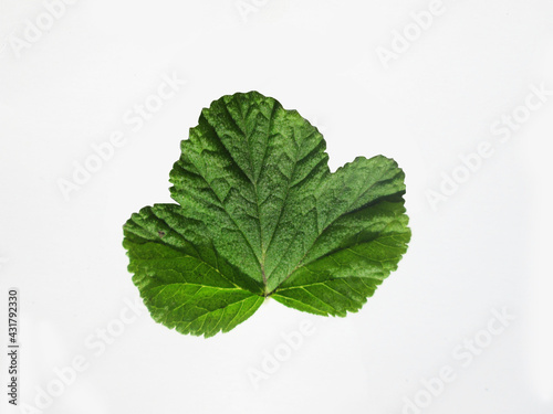 plantas