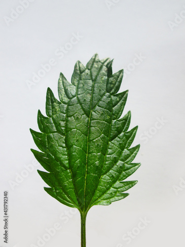 plantas