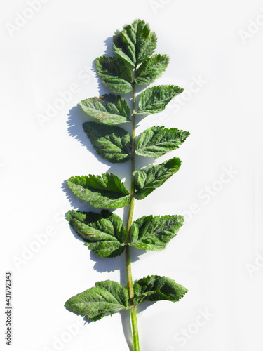 plantas