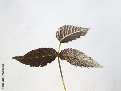 plantas