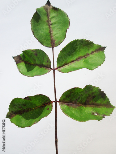 plantas