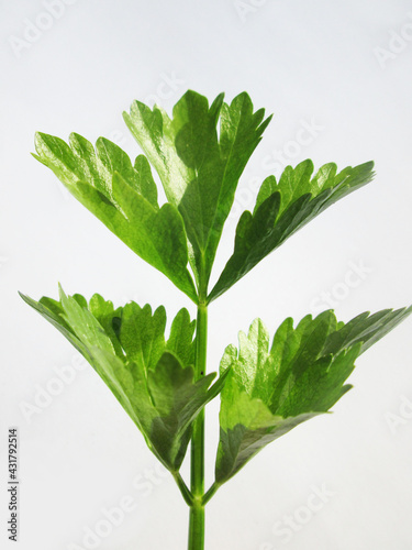 plantas