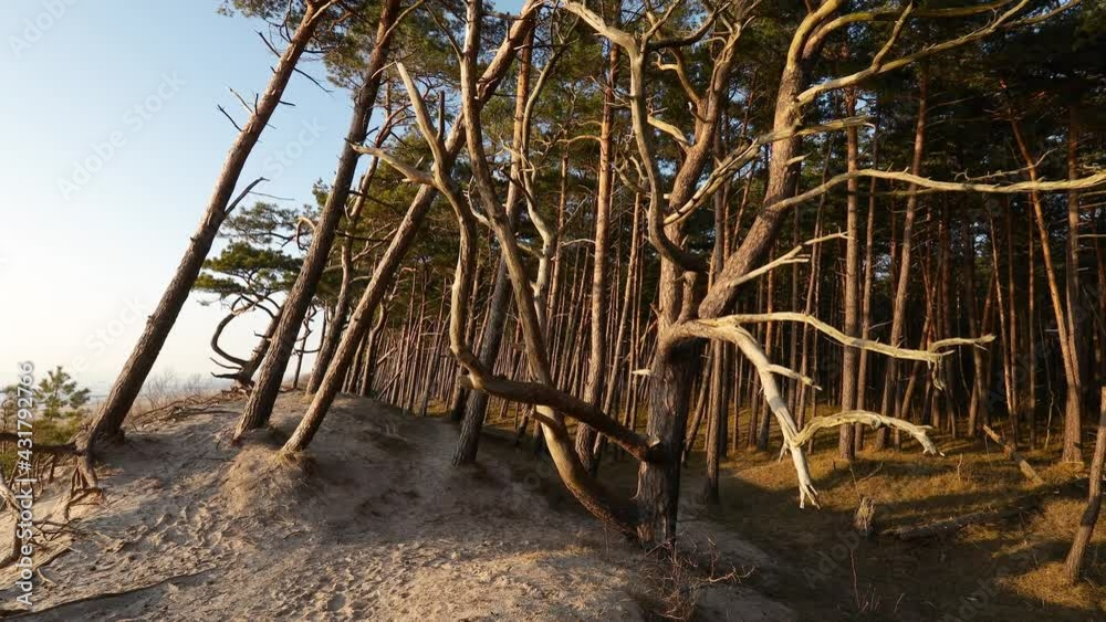 Beautiful seaside pine tree forest growing on Baltic sea coast sand dunes  in Lithuania. 