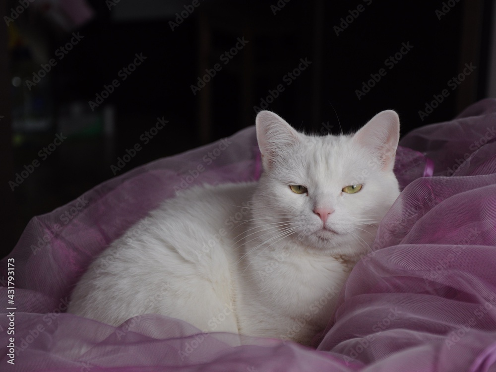 White cat with yellow eyes in pink cloth. The cat slumbers in lilac tulle. Renovation of the apartment and pets. 