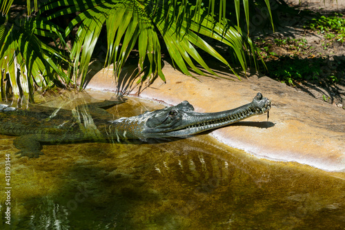 Mature male Indian Gharial (Gavialis gangeticus) crocodile with head out of the water showing ghara, long snout, interlocking teeth, St. Augustine Alligator Farm, Florida. photo