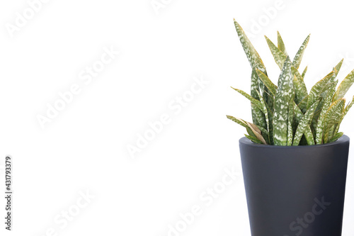 green Sansevieria plant in black pot on white isolated background