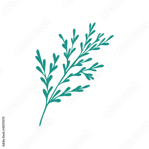 Graceful green twig. Contour leaves. Vector isolated element. Garden plant.