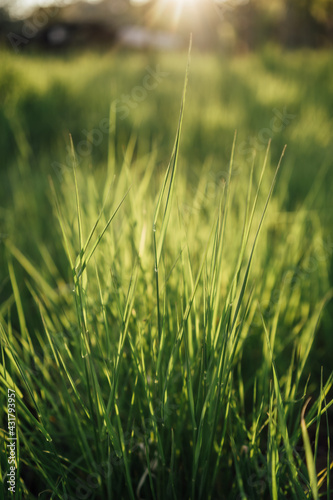 Green grass background with shallow depth of field and lot of bokeh-blurred space. The Sun is shining through the grass from the behind and adding a beautiful contrast and dynamics to the whole scene.