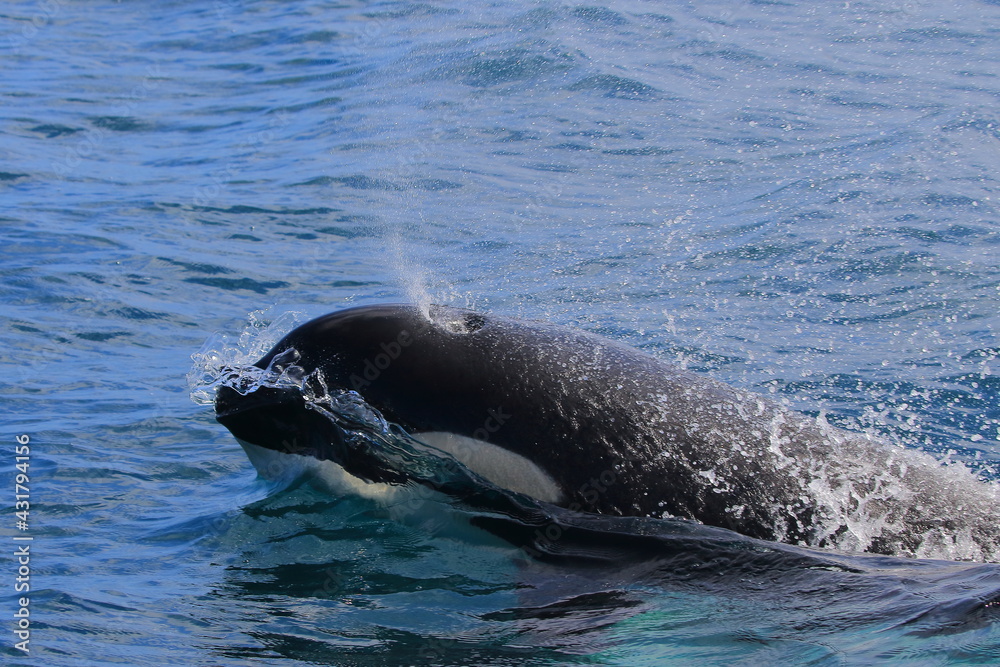 Fototapeta premium 知床の海に回遊する野生のシャチ（北海道羅臼沖）