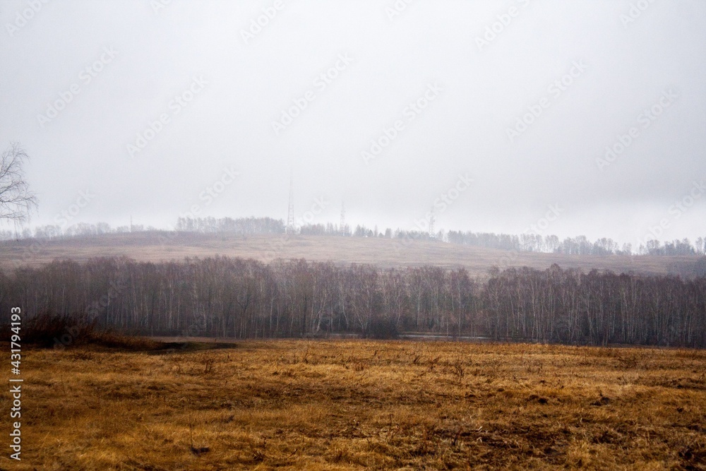 foggy forest view foggy forest view
