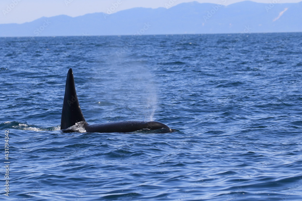 Fototapeta premium 知床の海に回遊する野生のシャチ（北海道羅臼沖）