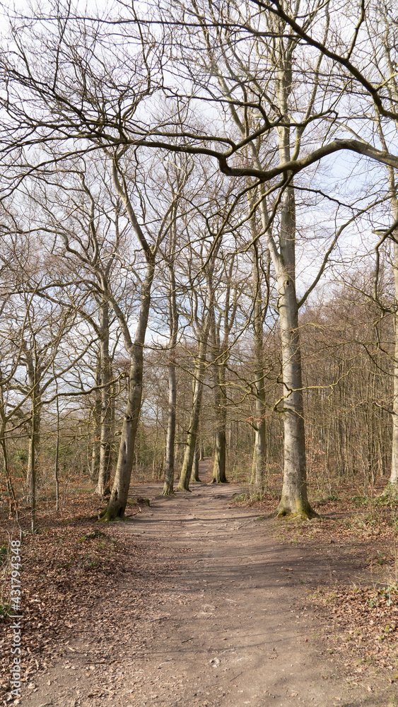 Path through beech tree woodland in spring morning Path through beech tree woodland in spring morning