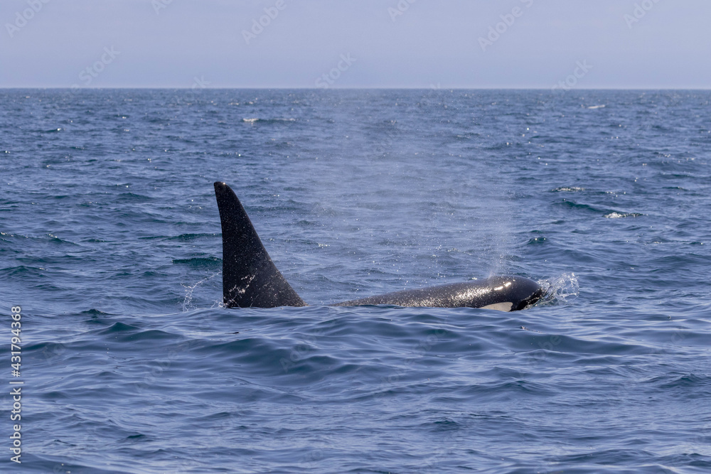 Fototapeta premium 知床の海に回遊する野生のシャチ（北海道羅臼沖）