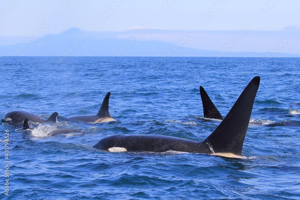 Fototapeta premium 知床の海に回遊する野生のシャチ（北海道羅臼沖）