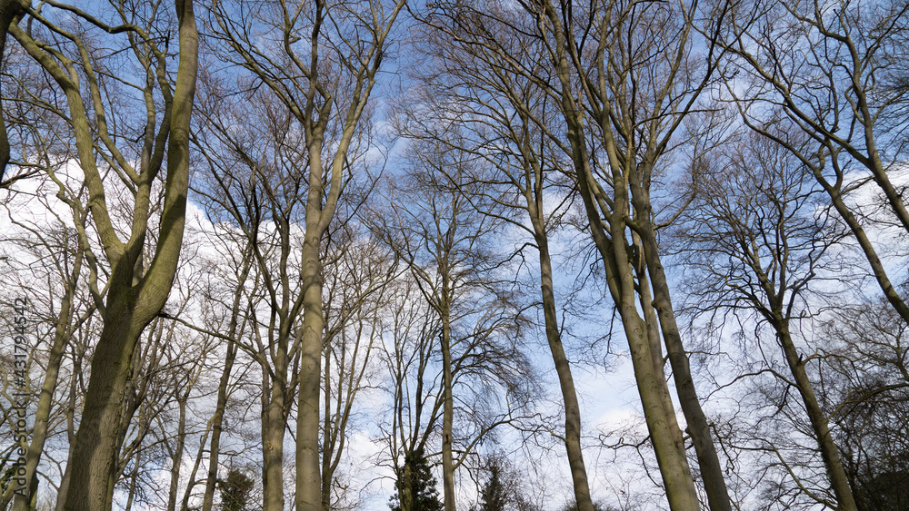 Obraz premium Up Tree view of beech tree against blue sky for natural layer nature texture backdrop wallpaper showing branches and twigs Silhouetted against bright sky.