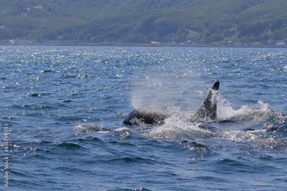 Fototapeta premium 知床の海に回遊する野生のシャチ(北海道羅臼沖)