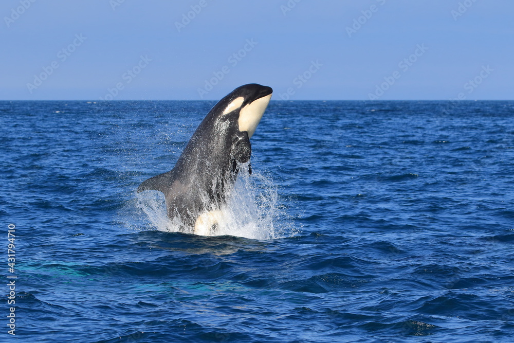 Fototapeta premium 知床の海に回遊する野生のシャチ（北海道羅臼沖）