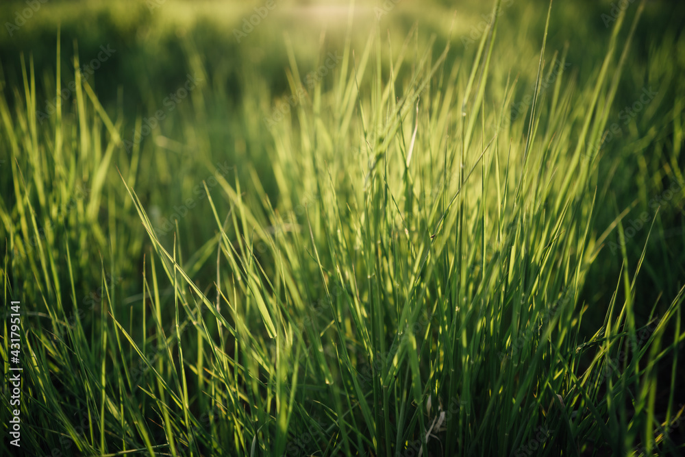 Green grass background with shallow depth of field and lot of bokeh-blurred space. The Sun is shining through the grass from the behind and adding a beautiful contrast and dynamics to the whole scene.