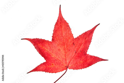 Single red autumn liquidambar or maple leaf isolated on white background, clipping path
