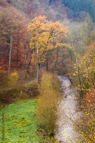 Herbstwald photo