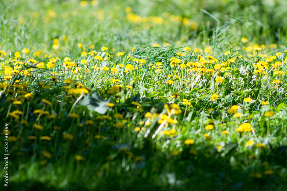 Fototapeta premium yellow flowers in the meadow