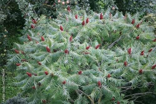 Large Sumac shrub with blooming bunches on the branches during summer days