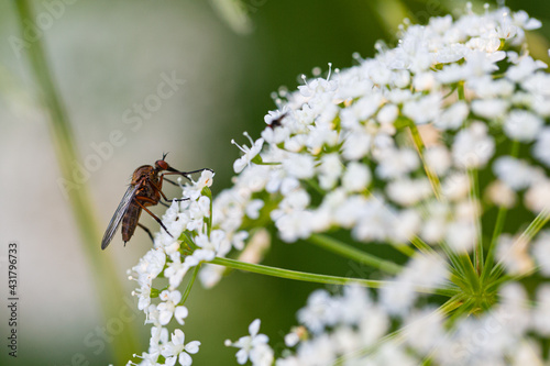 Adult Empis livida fly sitting at Apiaceae white flower © Maria