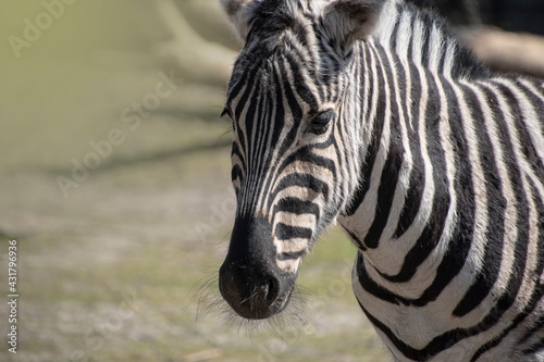 The Hartmann\'s mountain zebra, Equus zebra hartmannae is a subspecies of the mountain zebra found in far south-western Angola and western Namibia photo