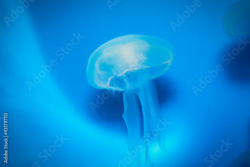 jelly fish in the water © Петр Usov