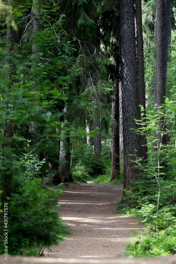 Fototapeta premium path in the forest