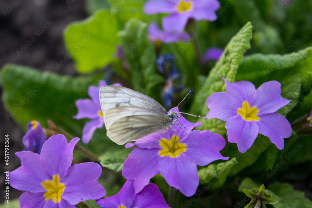 butterfly on a lilac flower