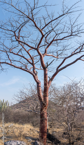 Vertical shot of bare trees and hills in Mixteca Poblana, Puebla, Mexico photo