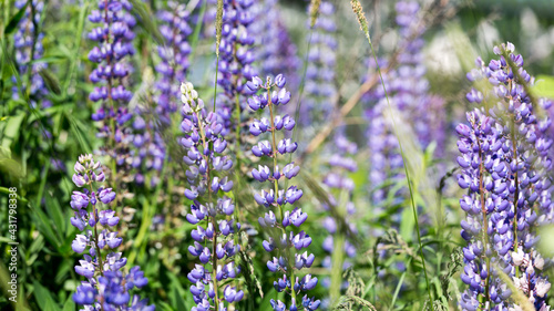 lavender flowers in the garden