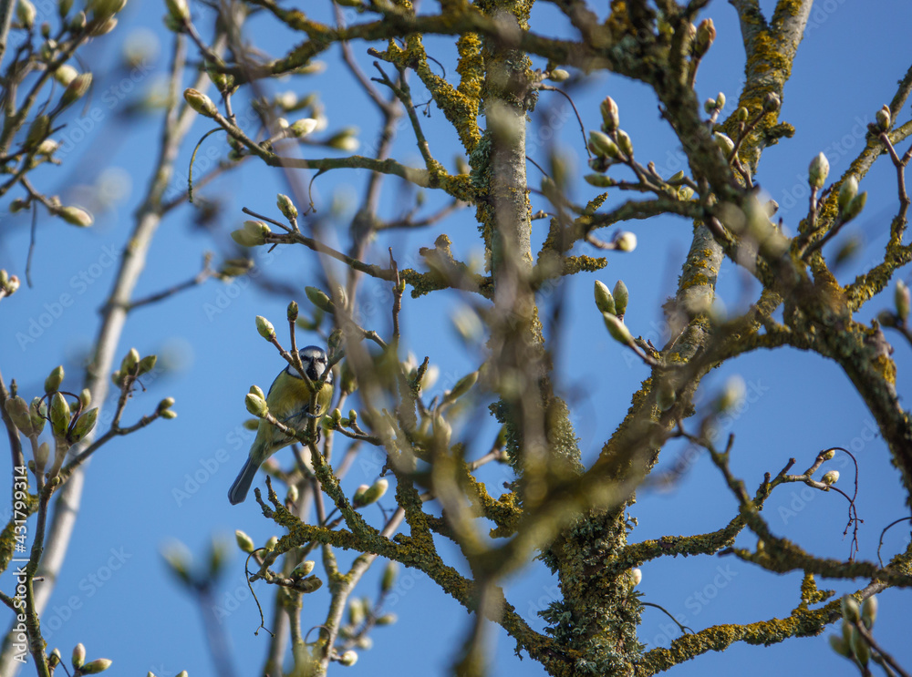 a blue tit feeds amongst the spring time branches of a sycamore tree
a blue tit feeds amongst the spring time branches of a sycamore tree