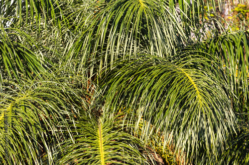 Palhas de palmeira photo