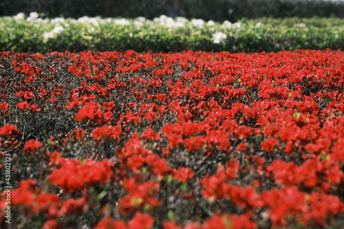真っ赤に咲く美しいキリシマツツジ © v_0_0_v