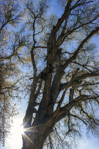 Hassayampa River Preserve photo