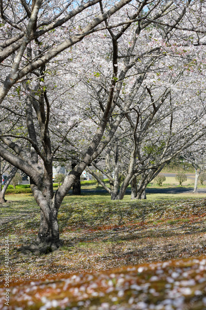 Naklejka premium 知覧平和公園の桜並木