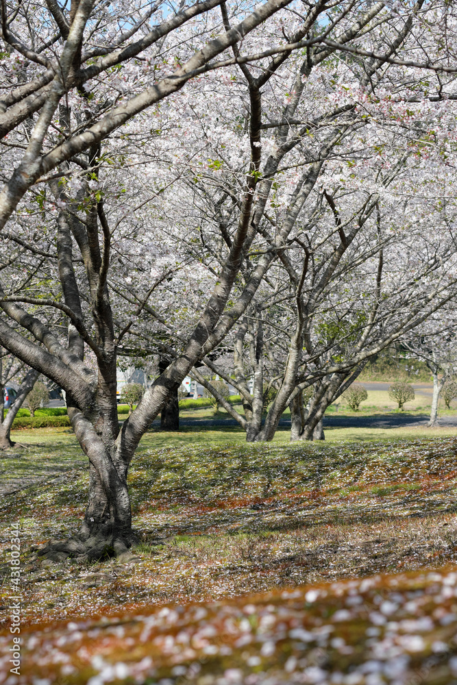 知覧平和公園の桜並木