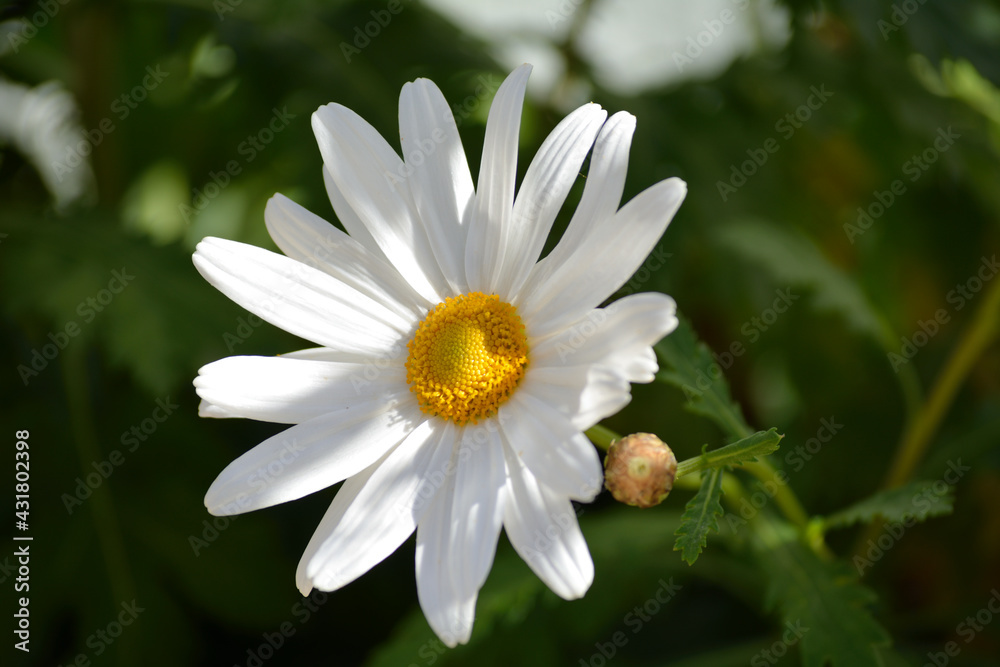 Obraz premium margaritas