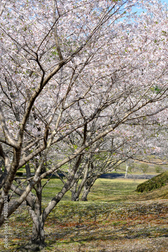 満開の桜が咲く知覧平和公園
