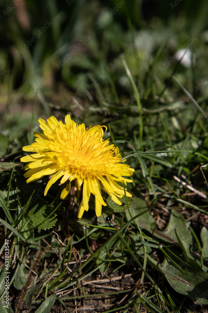 Taraxacum officinale, the dandelion flower Taraxacum officinale, the dandelion flower