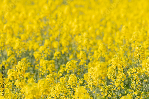 field of yellow rapeseed flowers with out-of-focus background