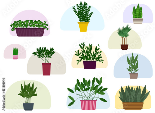 Many different potted plants on a white background