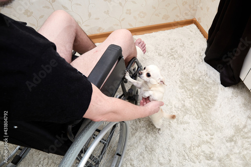 Disabled sits in wheelchair at home. Plays with dog. Pet looking in the eyes. Training. Stands on hind legs. Pastime. Best friend. International Day Rights of Persons with Disabilities. Unemployed photo