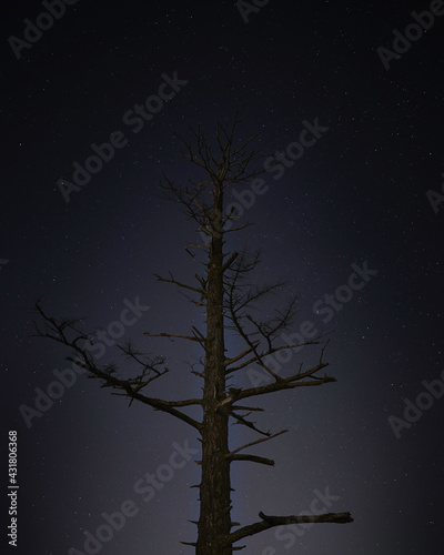 Tree Among Stars