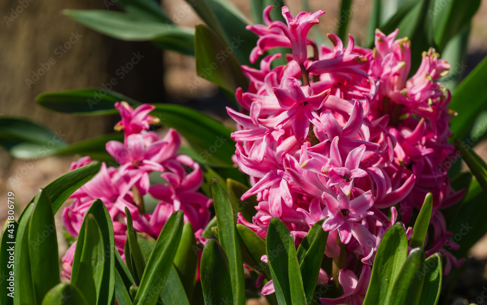 Fototapeta premium Macro of pink Hyacinthus orientalis (common hyacinth, garden or Dutch hyacinth) in Public landscape city park Krasnodar or Galitsky. Blooming easter flowers in early spring. Selective focus
