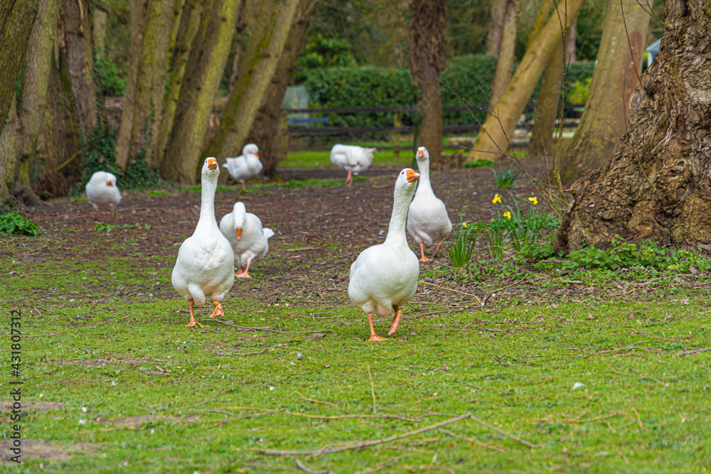 Close up low level view of Embden Emden Geese flock running towards camera. showing orange beak and blue eye Close up low level view of Embden Emden Geese flock running towards camera. showing orange beak and blue eye