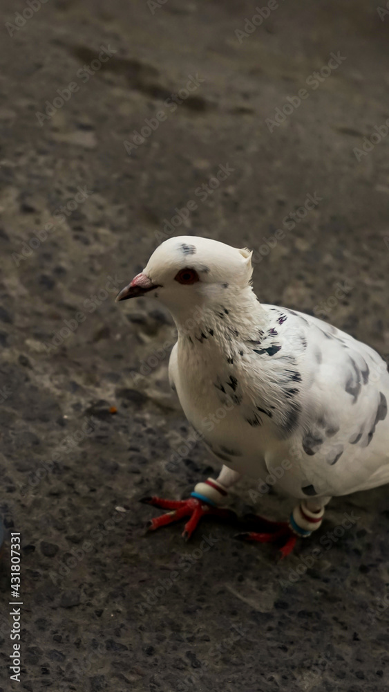 Fototapeta premium seagull on a rock